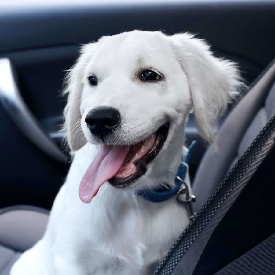 About Us | Central Valley Animal Hospital in Rainbow City