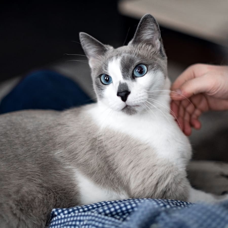 About Us | Central Valley Animal Hospital in Rainbow City