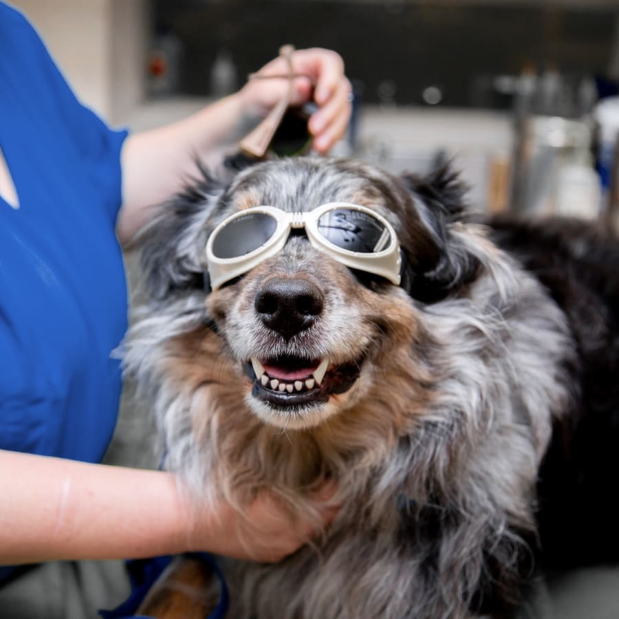 Cold Laser Therapy, Rainbow City Veterinarians