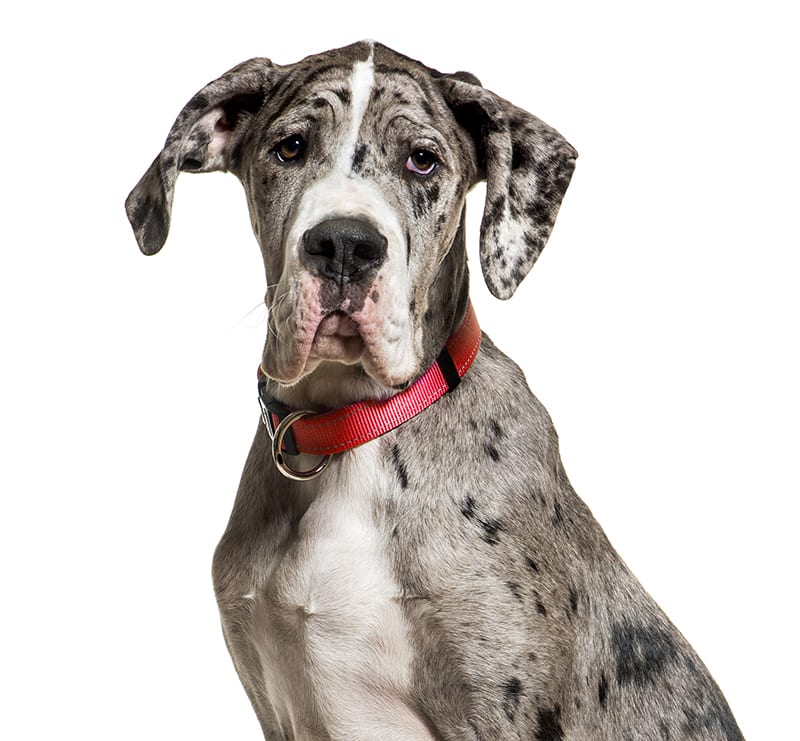 Giant Dogs, Central Valley Animal Hospital