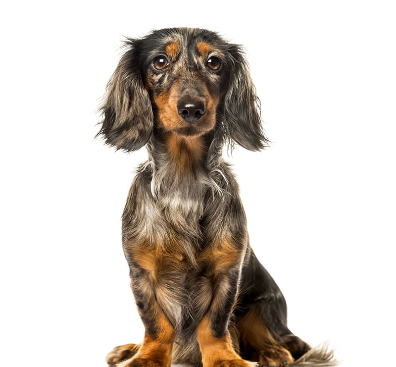 Small Dogs, Central Valley Animal Hospital